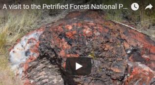 Petrified Forest Video.jpg