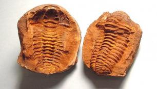 Mold vs. Cast Fossil Example