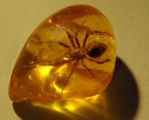Original remains amber fossil
