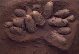 Trace Fossils Eggs