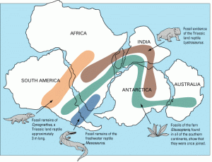 continental drift fossils
