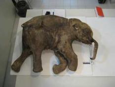 Original Remains Wooly Mammoth